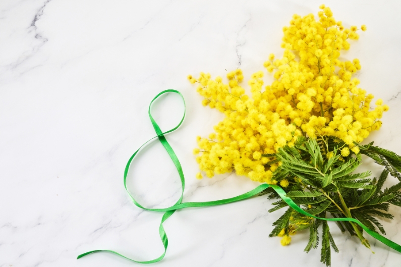 Mimose simbolo di forza e crescita interiore femminile.